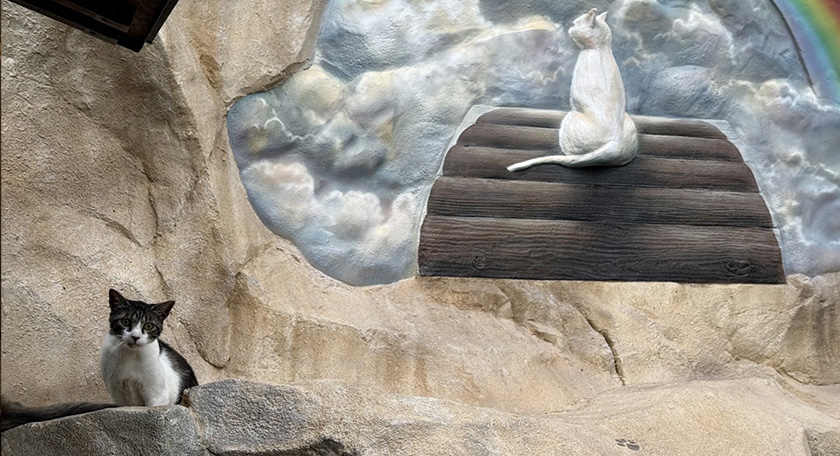 猫供養塔とネコ